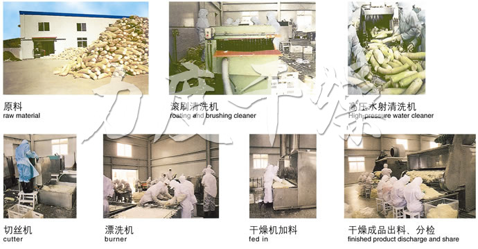 DWC系列脫水蔬菜帶式干燥機